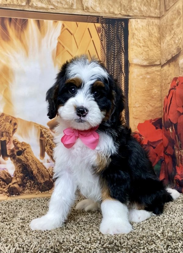 Ms. Harmony the Mini-Bernedoodle