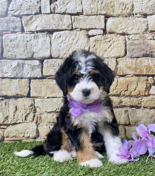 Ms. Janice the Mini-Bernedoodle - Image 3