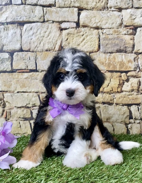 Ms. Janice the Mini-Bernedoodle