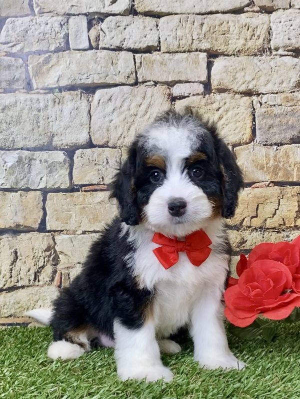 Mr. Joshua the Mini-Bernedoodle