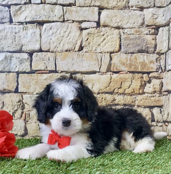 Mr. Joshua the Mini-Bernedoodle - Image 4