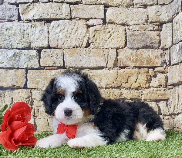 Mr. Joshua the Mini-Bernedoodle - Image 5