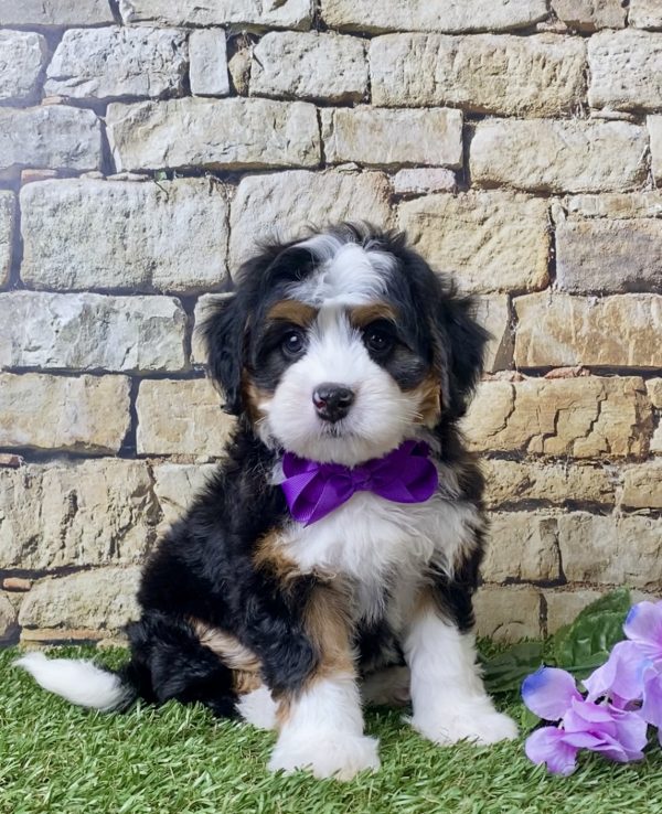 Ms. Judy the Mini-Bernedoodle