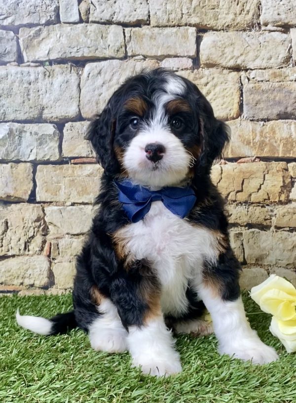 Mr. Jordan the Mini-Bernedoodle