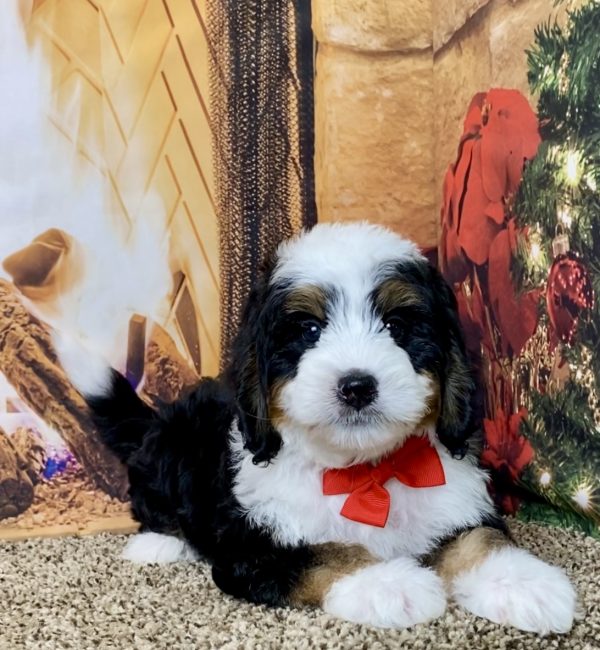 Mr. Hugo the Mini-Bernedoodle - Image 2