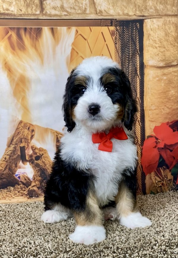 Mr. Hugo the Mini-Bernedoodle