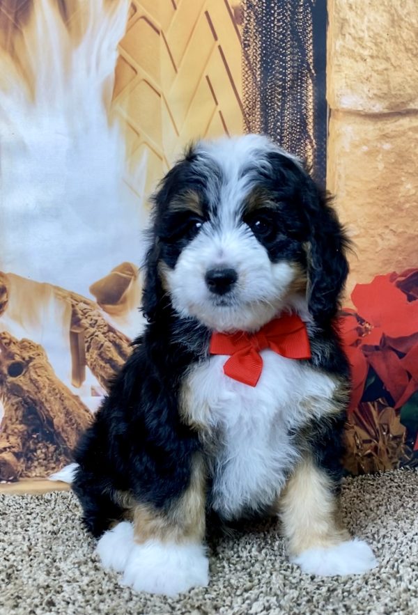 Mr. Hero the Mini-Bernedoodle