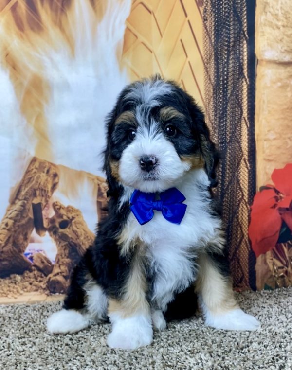 Mr. Hobbs the Mini-Bernedoodle - Image 5