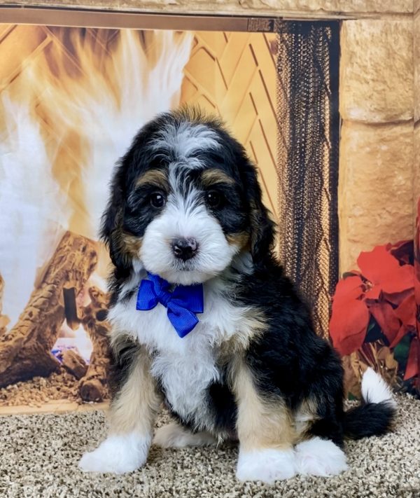 Mr. Hobbs the Mini-Bernedoodle