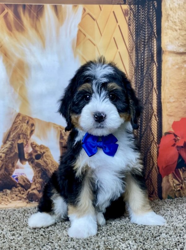 Mr. Hobbs the Mini-Bernedoodle - Image 6