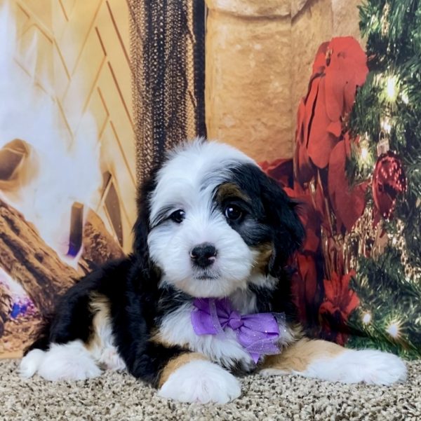 Ms. Hazel the Mini-Bernedoodle - Image 3