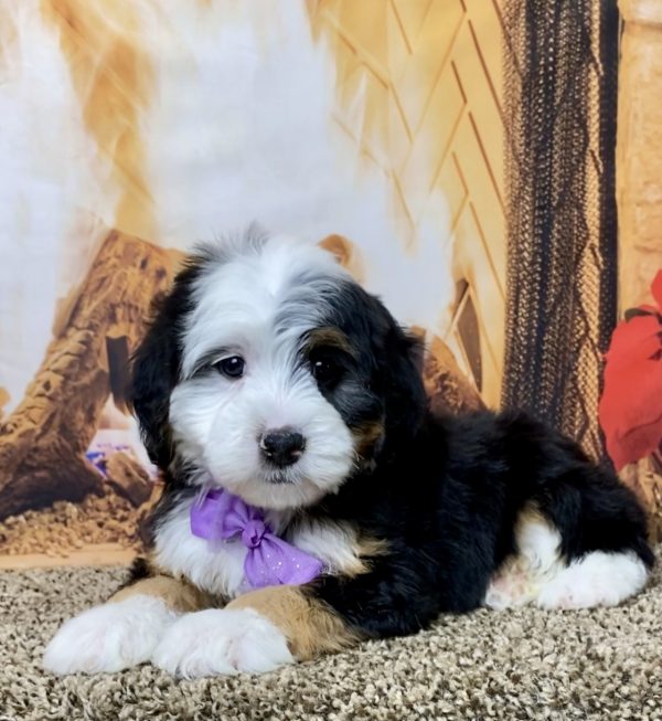 Ms. Hazel the Mini-Bernedoodle - Image 4