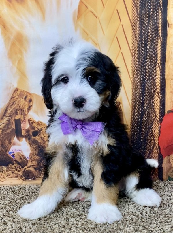 Ms. Hazel the Mini-Bernedoodle