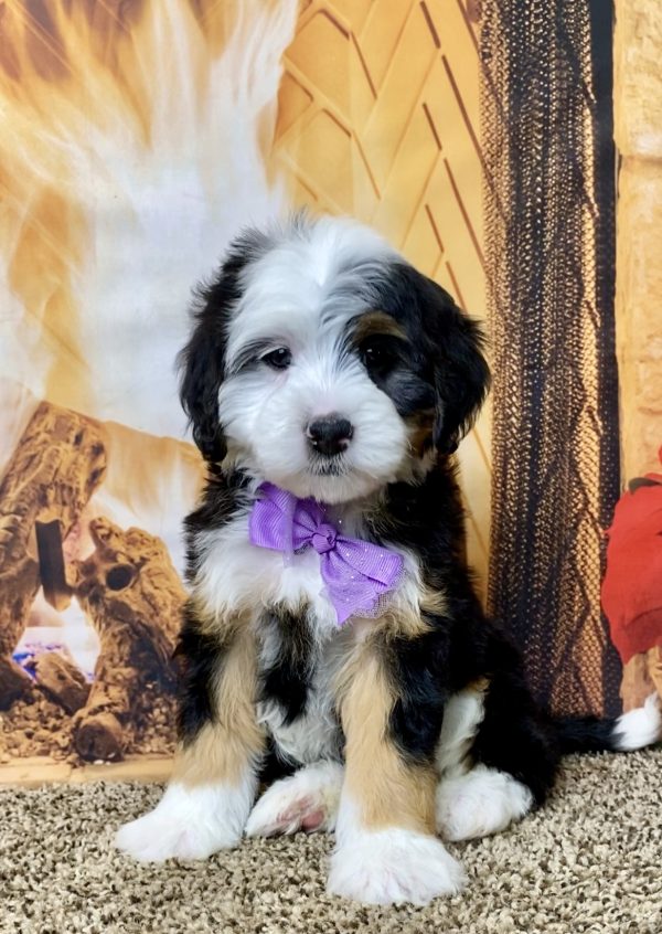 Ms. Hazel the Mini-Bernedoodle - Image 5