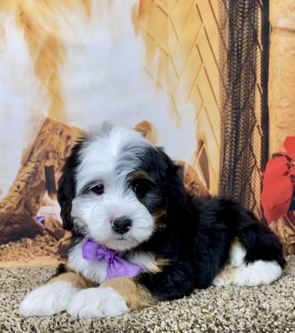 Ms. Hazel the Mini-Bernedoodle - Image 6