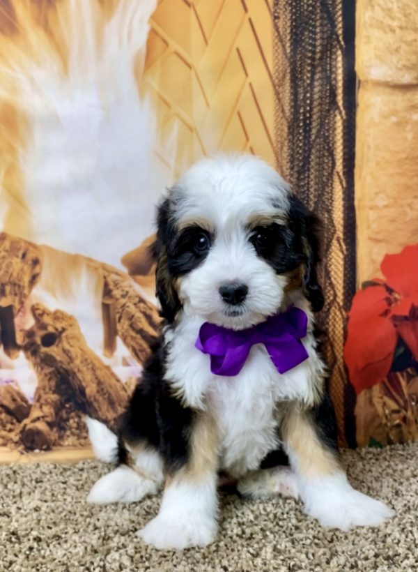 Ms. Hannah the Mini-Bernedoodle