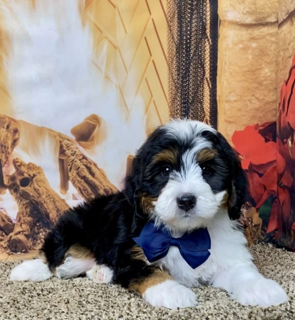 Mr. Hank the Mini-Bernedoodle - Image 2