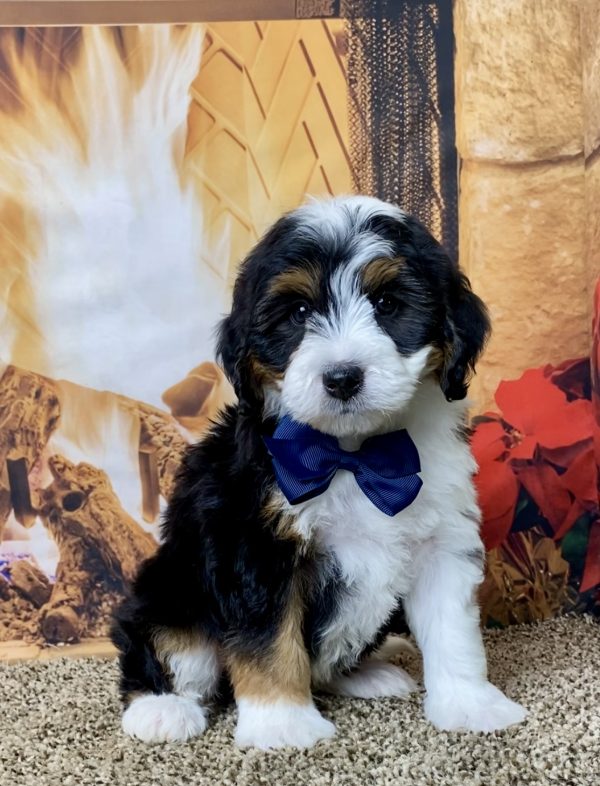 Mr. Hank the Mini-Bernedoodle