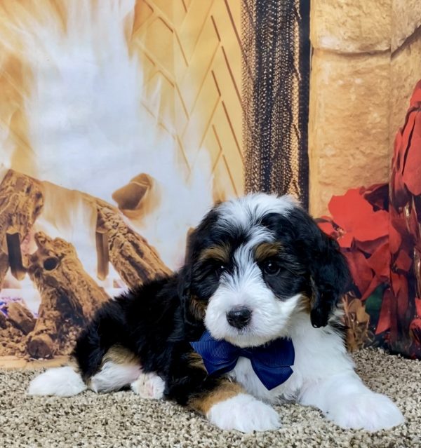 Mr. Hank the Mini-Bernedoodle - Image 6