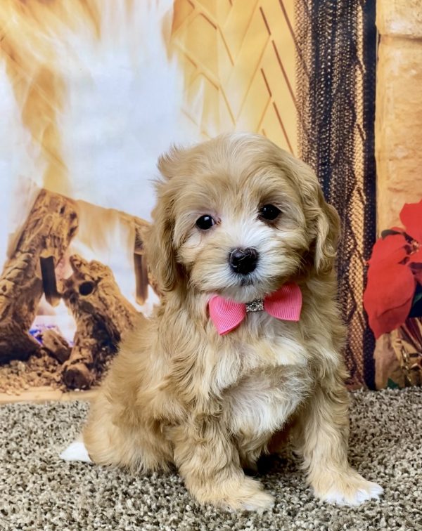 Ms. Mandy the F1B Micro Mini-Bernedoodle