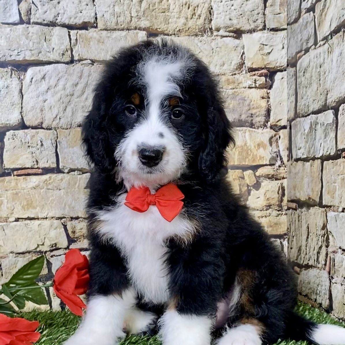 Dog Rescue Cornerstone Greater Swiss Mountain Dogs