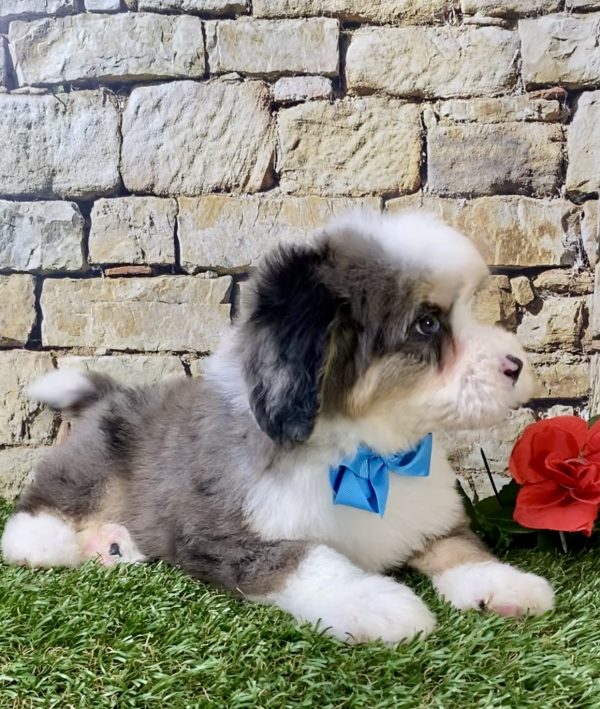 Mr. Dash the Mini-Bernedoodle - Image 6