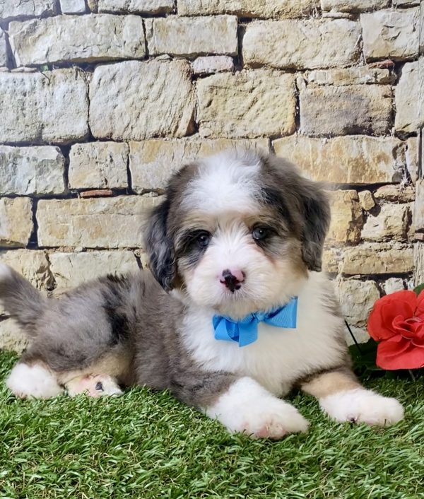 Mr. Dash the Mini-Bernedoodle - Image 5