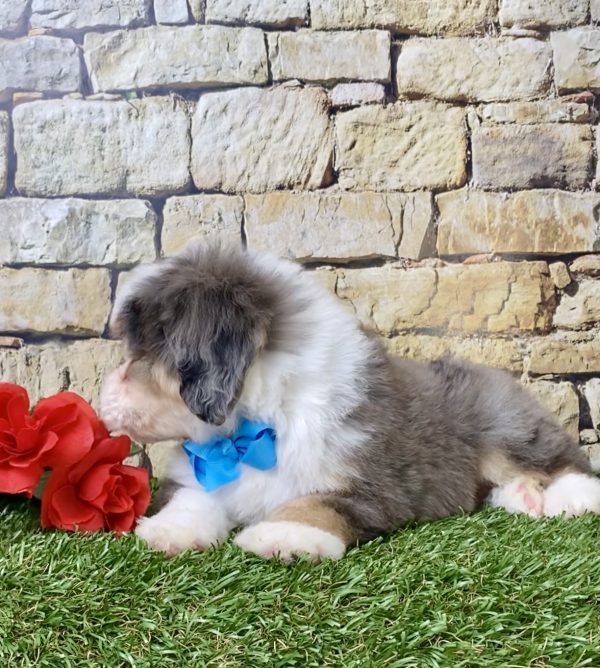 Mr. Dash the Mini-Bernedoodle - Image 4