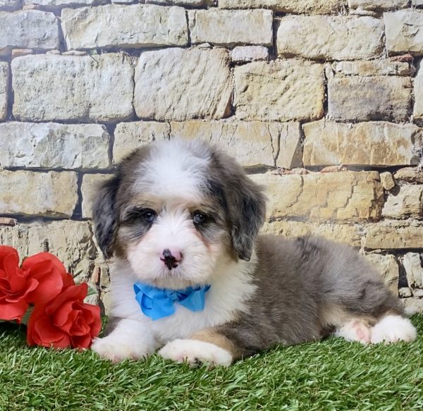 Mr. Dash the Mini-Bernedoodle - Image 3