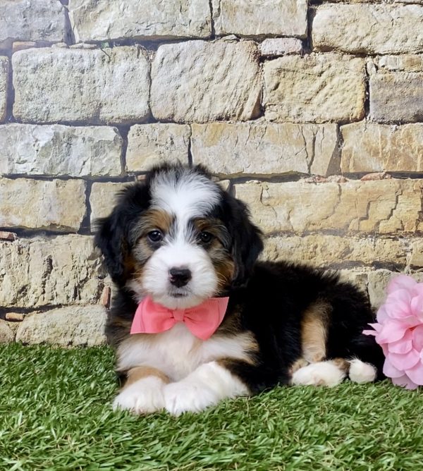 Ms. Ember the Mini-Bernedoodle - Image 2