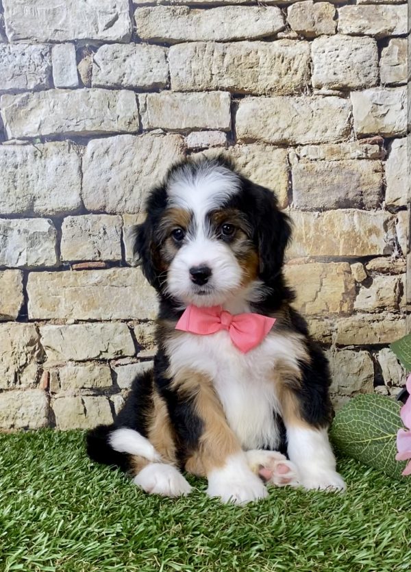 Ms. Ember the Mini-Bernedoodle - Image 3