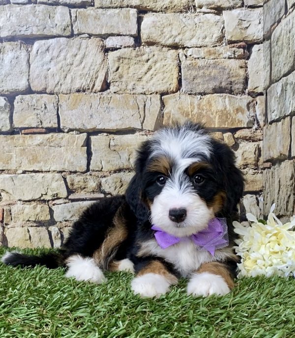 Ms. Emily the Mini-Bernedoodle - Image 2