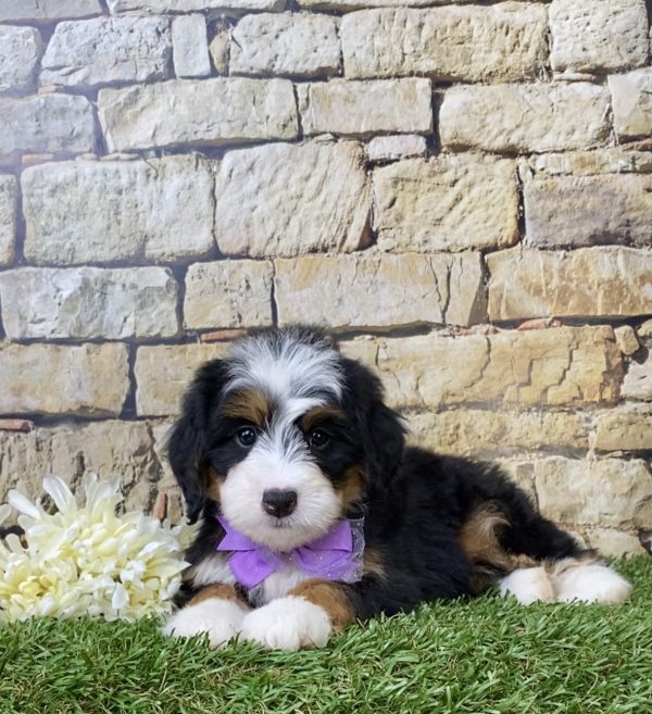 Ms. Emily the Mini-Bernedoodle - Image 3