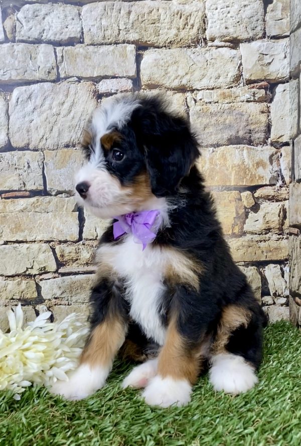 Ms. Emily the Mini-Bernedoodle - Image 4