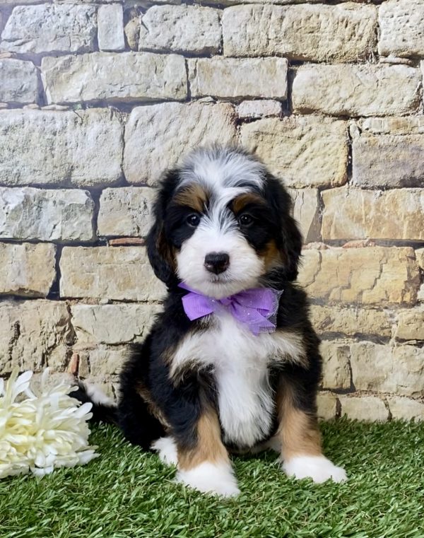 Ms. Emily the Mini-Bernedoodle - Image 5