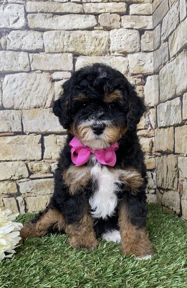 Ms. Fiona the F1B Mini-Bernedoodle - Image 2