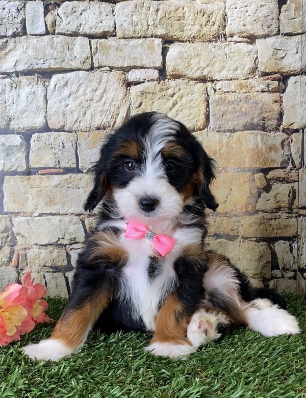 Ms. Emerald the Mini-Bernedoodle - Image 2