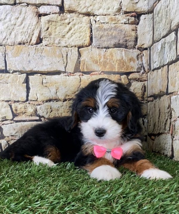 Ms. Emerald the Mini-Bernedoodle - Image 4