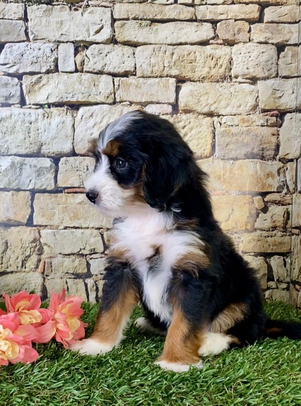 Ms. Emerald the Mini-Bernedoodle - Image 5