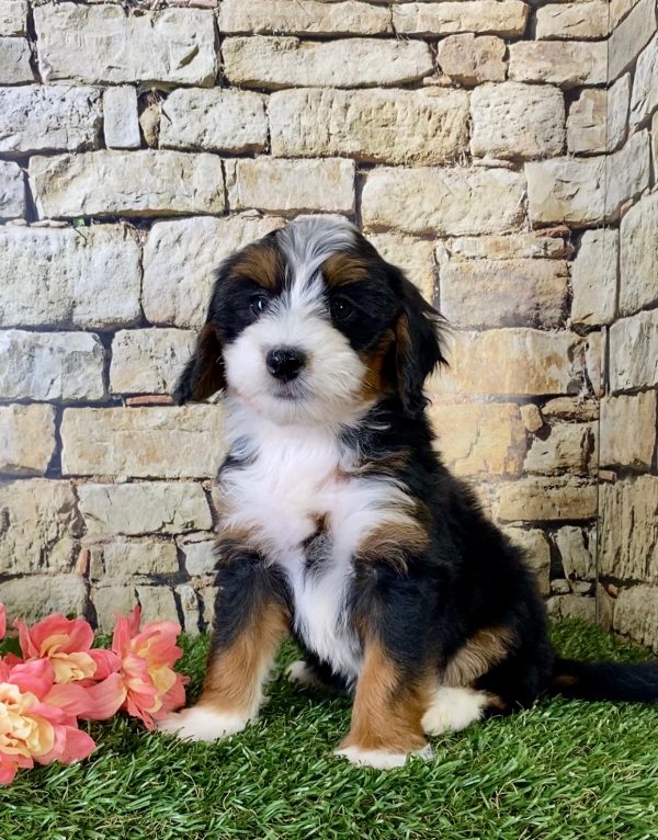 Ms. Emerald the Mini-Bernedoodle - Image 6