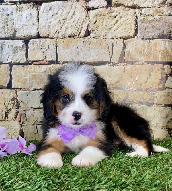 Ms. Ebony the Mini-Bernedoodle - Image 5