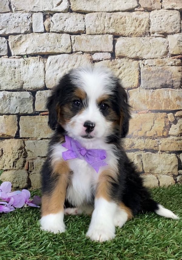 Ms. Ebony the Mini-Bernedoodle - Image 4