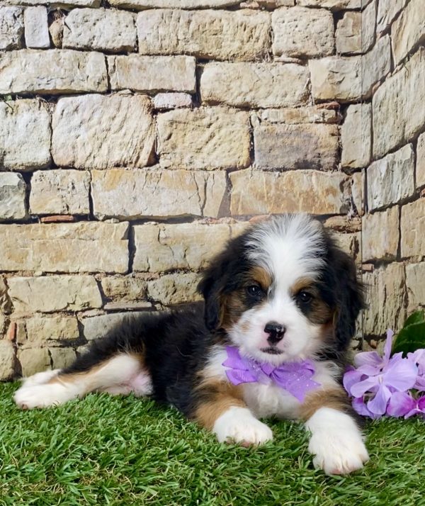 Ms. Ebony the Mini-Bernedoodle - Image 2