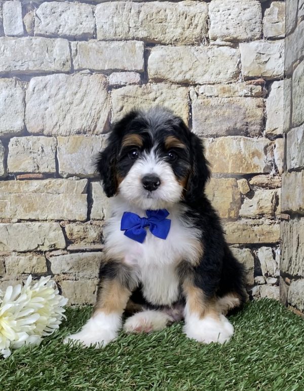 Mr. Galen the Mini-Bernedoodle puppy