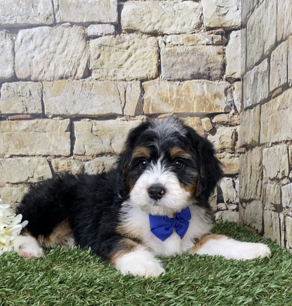 Mr. Galen the Mini-Bernedoodle - Image 2