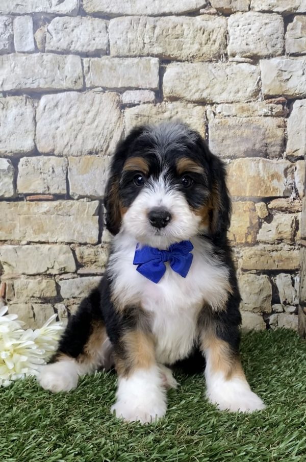 Mr. Galen the Mini-Bernedoodle - Image 3