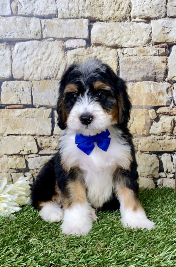 Mr. Galen the Mini-Bernedoodle - Image 4
