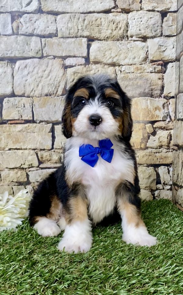 Mr. Galen the Mini-Bernedoodle - Image 5