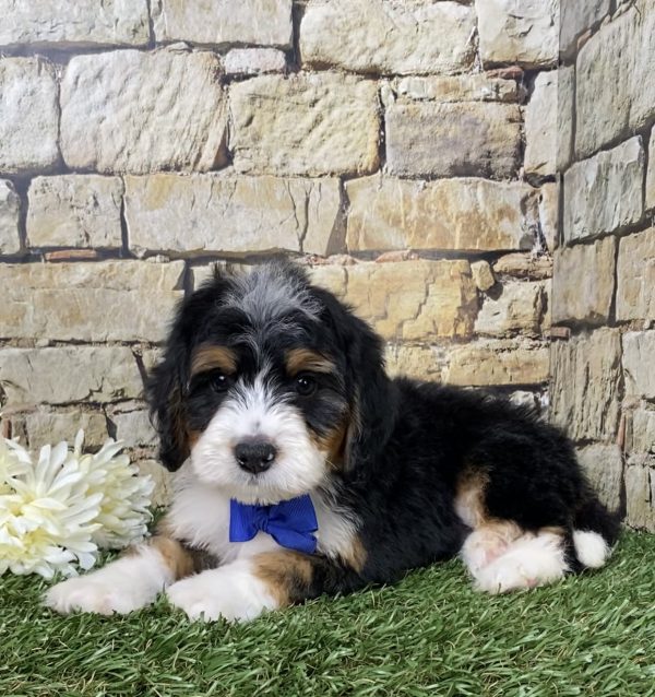 Mr. Galen the Mini-Bernedoodle - Image 6