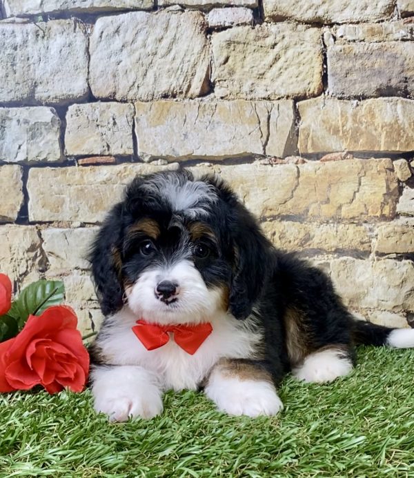 Mr. Garth the Mini-Bernedoodle - Image 2